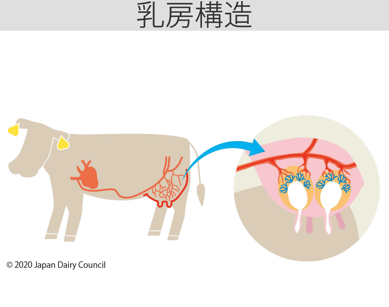 乳房構造1